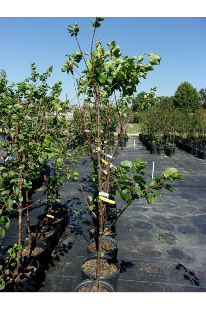 Абрикос ранній Том Кот в контейнері